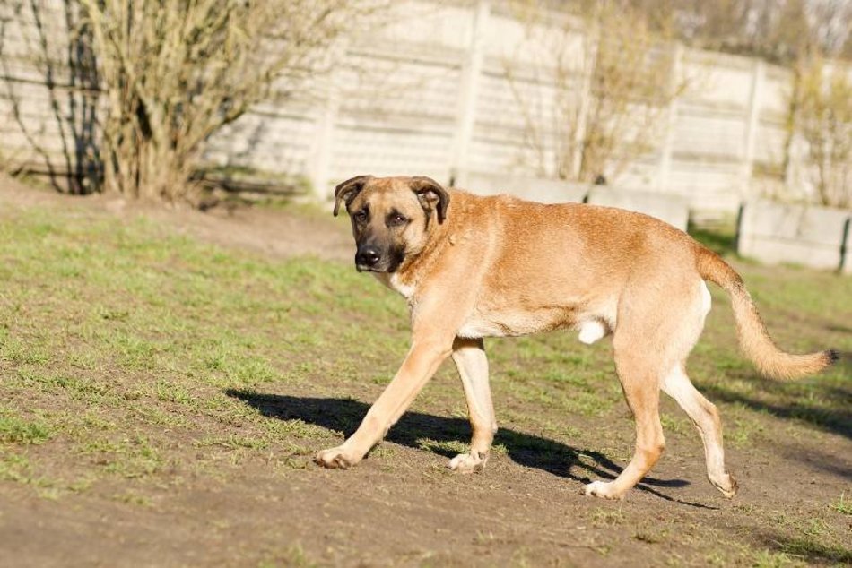 Bemol czeka w schronisku w Łodzi na nowy dom