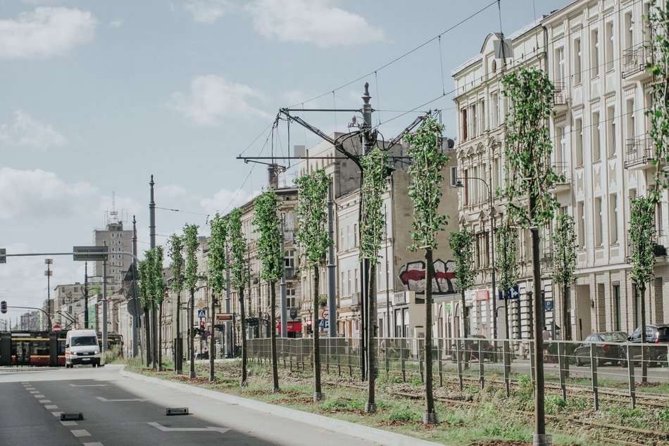 Więcej drzew przy Zachodniej w Łodzi! Trwa sadzenie 40 lip drobnolistnych