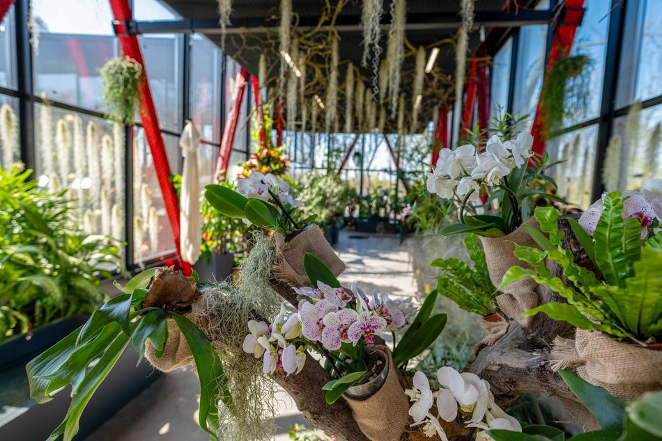 Łódź. Nowa motylarnia w Orientarium Zoo Łódź już otwarta! Największe takie miejsce w Polsce