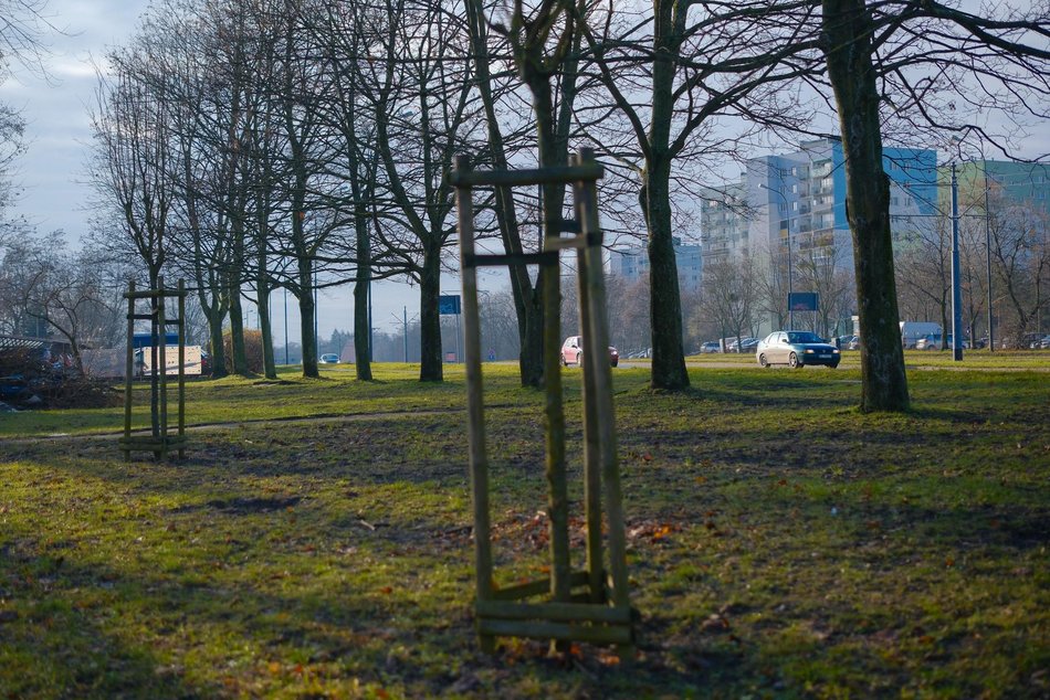 Łódź. Nasadzenia na ul. Puszkina w Łodzi
