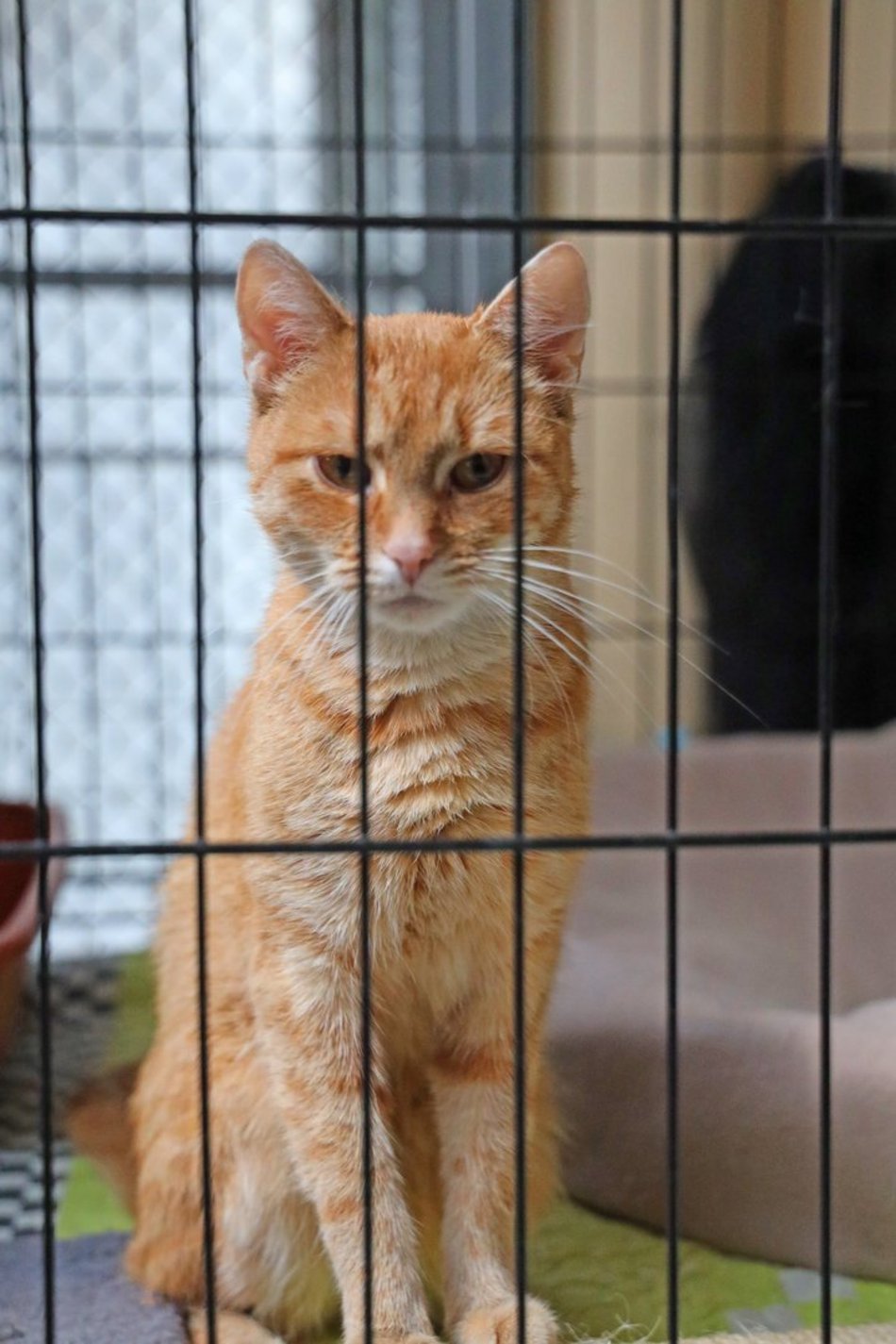 Schronisko w Łodzi. Mnóstwo zwierząt czeka na na nowy dom!