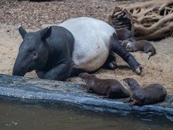 Ferie 2025 w Łodzi. Skorzystaj z wielkiej promocji w Orientarium Zoo Łódź