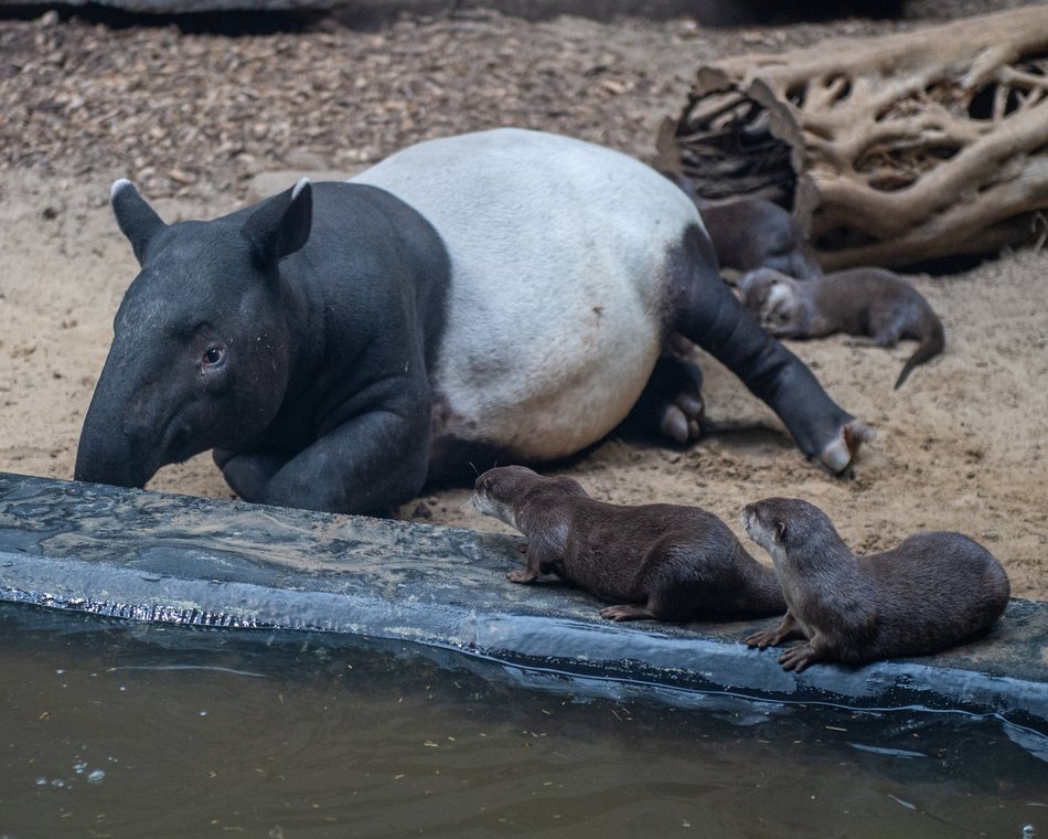 Ferie 2025 w Łodzi. Skorzystaj z wielkiej promocji w Orientarium Zoo Łódź