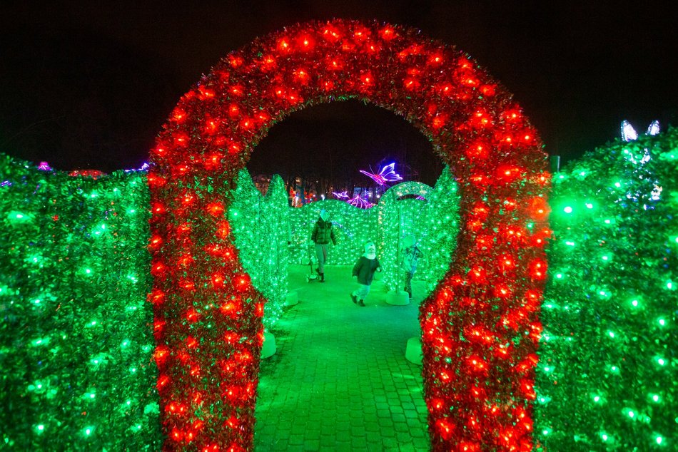 park miliona swiatel, alpaki