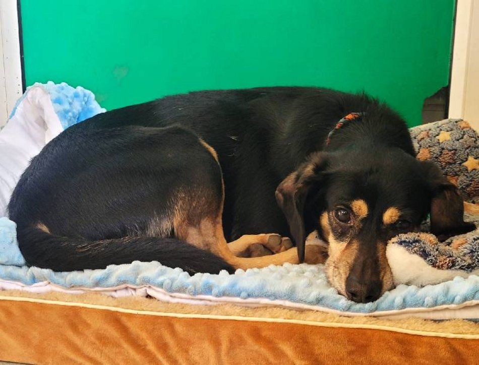 Łódź. Cudny cudak szuka domu. Jest w schronisku w Łodzi o wiele za długo!