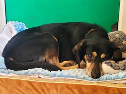 Łódź. Cudny cudak szuka domu. Jest w schronisku w Łodzi o wiele za długo!