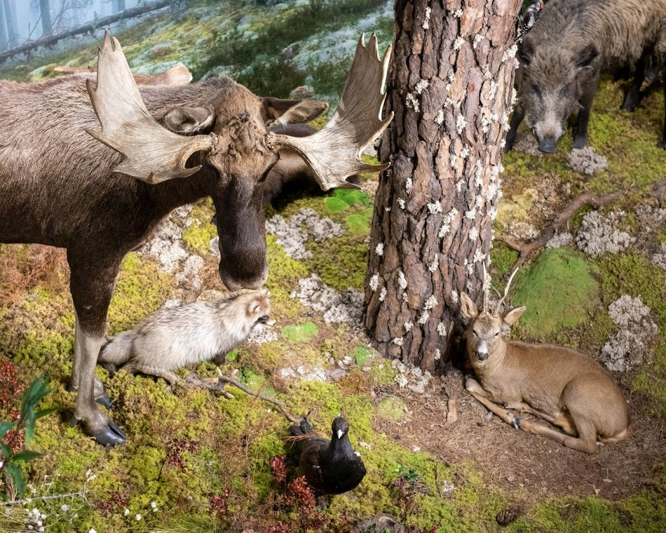 Łódź. Odkryj Muzeum Przyrodnicze w Łodzi. To niezwykły świat zwierząt, dinozaurów, tajemnic natury i przygód!