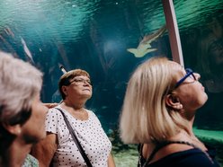 Łódź. Darmowe wejście do Orientarium Zoo Łódź dla seniorów. Nawet trzy wizyty rocznie!