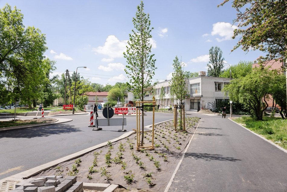 Łódź. Nowe drzewa przy ul. Zaolziańskiej na Górnej w Łodzi