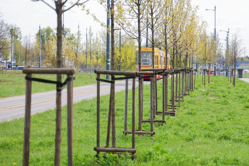 Łódź. Zielona trasa W-Z w Łodzi. Ponad 2 tysiące drzew kwitnie od Retkini po Olechów!