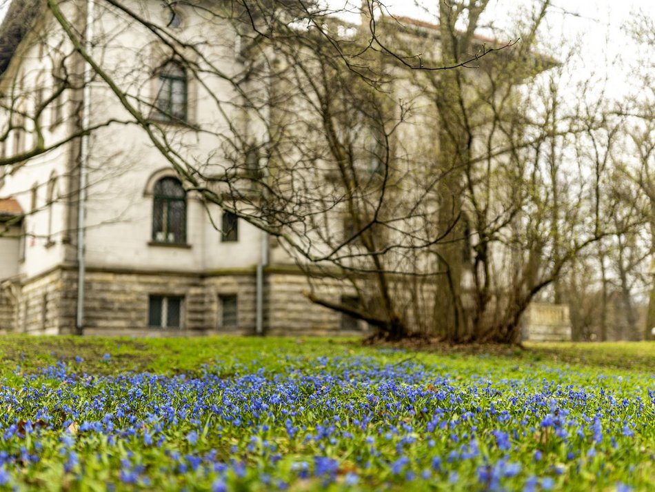 Cebulice i śnieżniki w parku Klepacza
