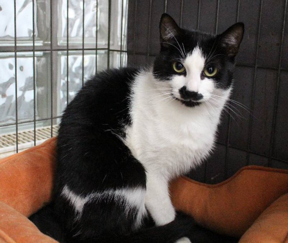 kotek w schronisku dla zwierząt w Łodzi