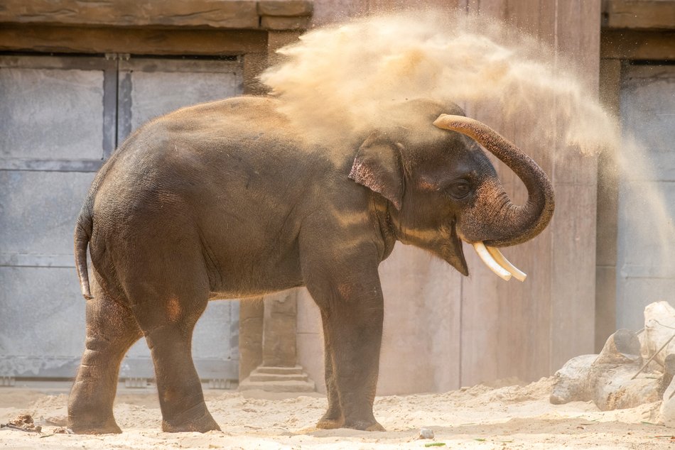 Co jedzą słonie w Orientarium Zoo Łódź