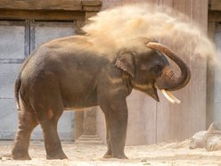 Co jedzą słonie w Orientarium Zoo Łódź