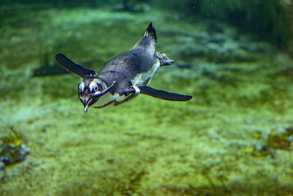 Wybierz się na pokazowe karmienie do Orientarium Zoo Łódź!