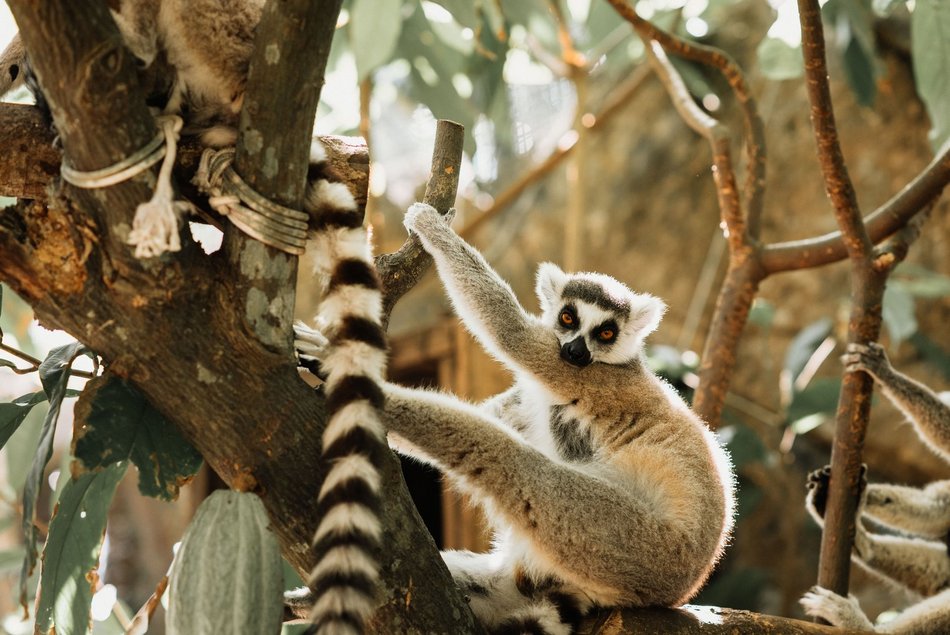 Lemur