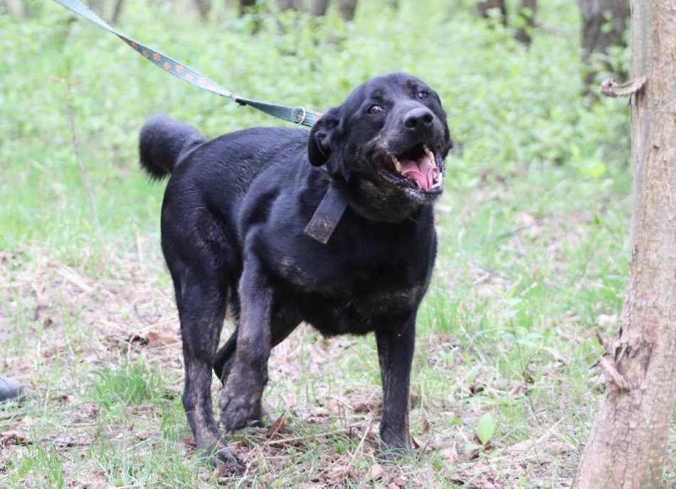 Uchyl serca Edkowi ze schroniska w Łodzi. Doskwiera mu samotność
