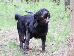 Uchyl serca Edkowi ze schroniska w Łodzi. Doskwiera mu samotność
