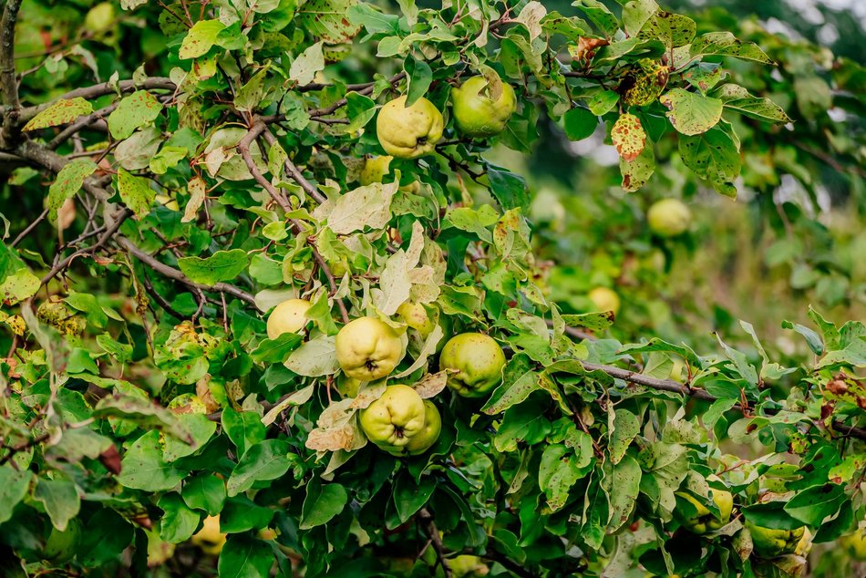 Łódź. Jesień w Ogrodzie Botanicznym w Łodzi. Tam z pewnością pokochasz tę porę roku!