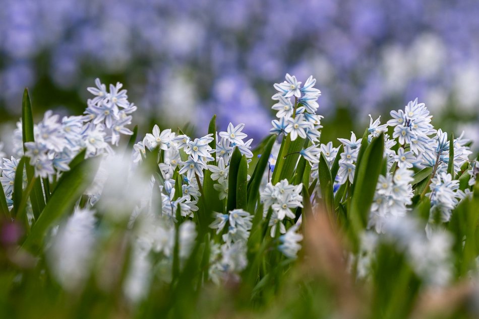 Wiosenny Ogród Botaniczny w Łodzi. Spacer wśród budzącej się do życia przyrody