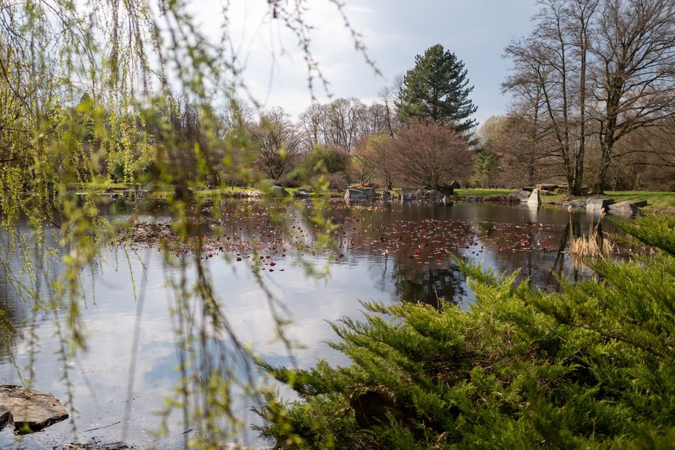 Wiosenny Ogród Botaniczny w Łodzi. Spacer wśród budzącej się do życia przyrody