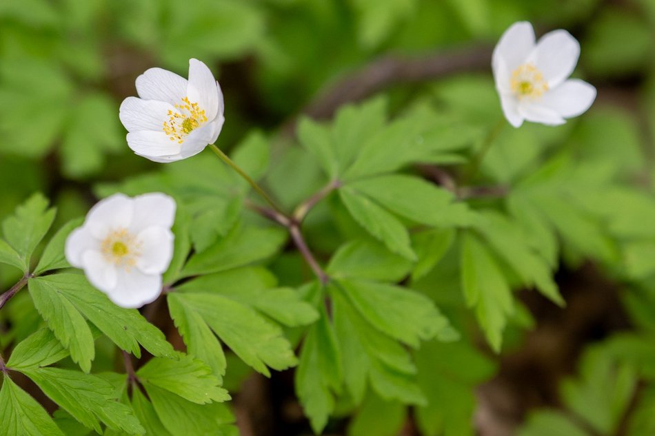Wiosenny Ogród Botaniczny w Łodzi. Spacer wśród budzącej się do życia przyrody