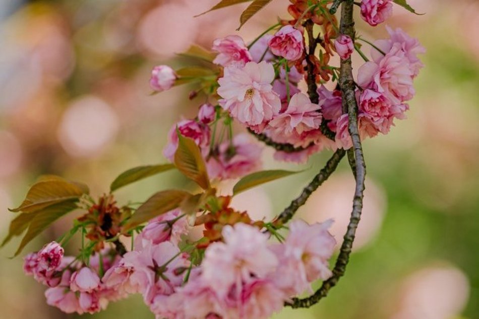 Łódź. Ogród Botaniczny w Łodzi w wiosennej odsłonie