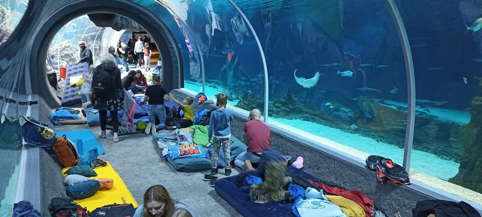 Łódź. Wielki czerwiec w Orientarium Zoo Łódź. Mnóstwo atrakcji i tłumy odwiedzających