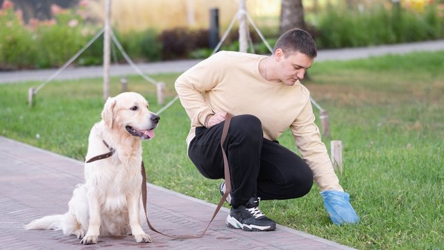 Zawsze sprzątaj po swoim czworonogu. To nie jest kupa roboty 