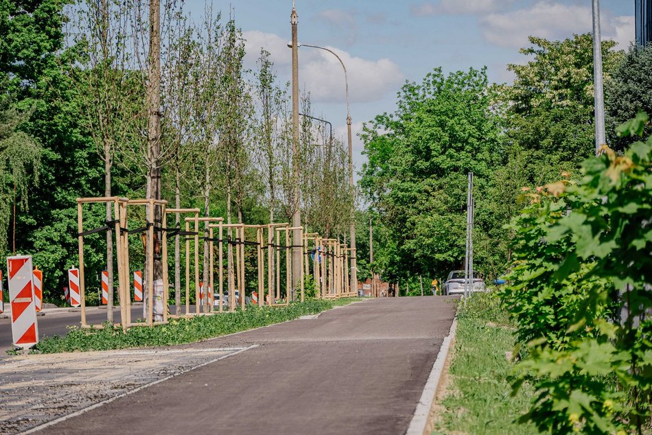 Łódź. Drzewa
