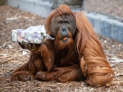 Orientarium Zoo Łódź - pokazowe karmienie