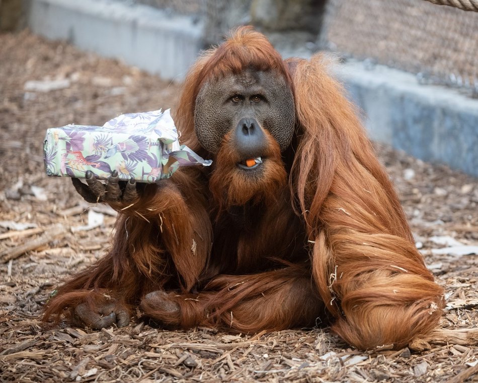 Orientarium Zoo Łódź - pokazowe karmienie