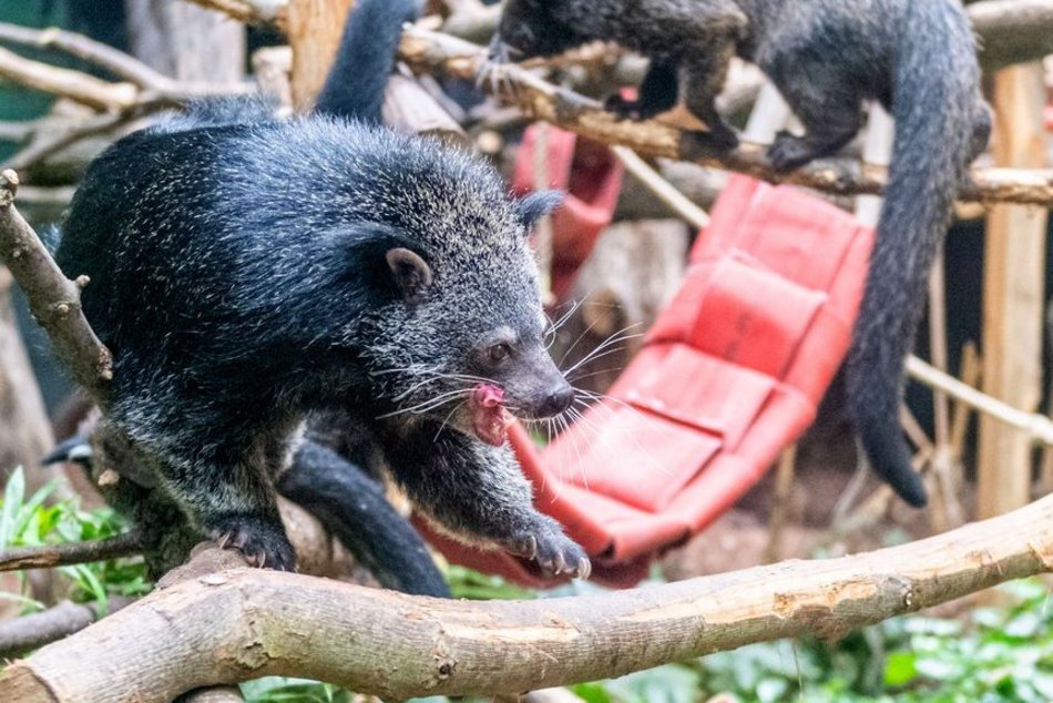 Ale ruch w Orientarium Zoo Łódź! Tutaj transfery zwierzaków trwają cały rok!