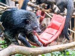 Ale ruch w Orientarium Zoo Łódź! Tutaj transfery zwierzaków trwają cały rok!