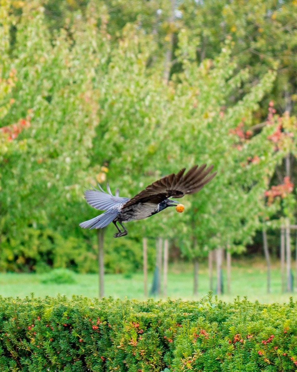 Park Ocalałych w Łodzi
