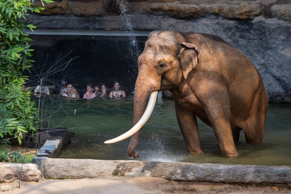 Łódź. Dzień Słonia w Orientarium Zoo Łódź. Tłumy łodzian i mnóstwo dobrej zabawy