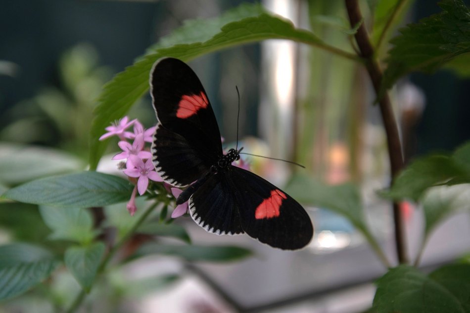 Łódź. Orientarium Zoo Łódź otwiera motylarnię! Spaceruj wśród najpiękniejszych motyli na świecie