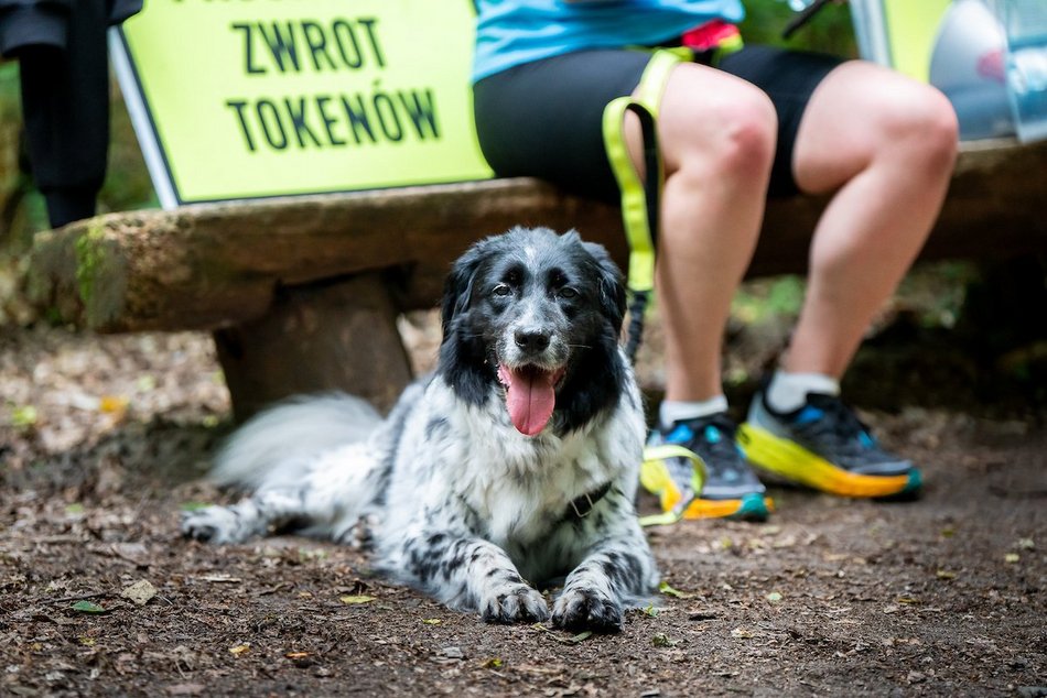 Łódź. Parkrun w Lesie Łagiewnickim w Łodzi. Brałeś udział w biegu? Znajdź się na zdjęciach!