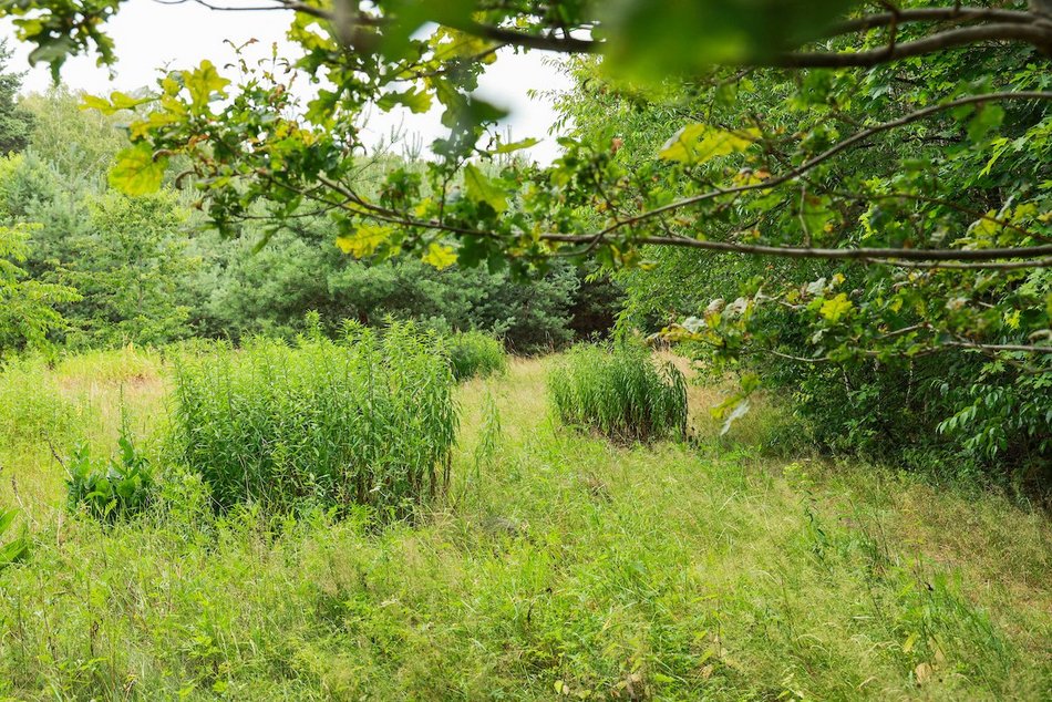 Łódź. Nowy park leśny w Łodzi! Mieszkańcy Dorabialskiej zyskali zieloną oazę!