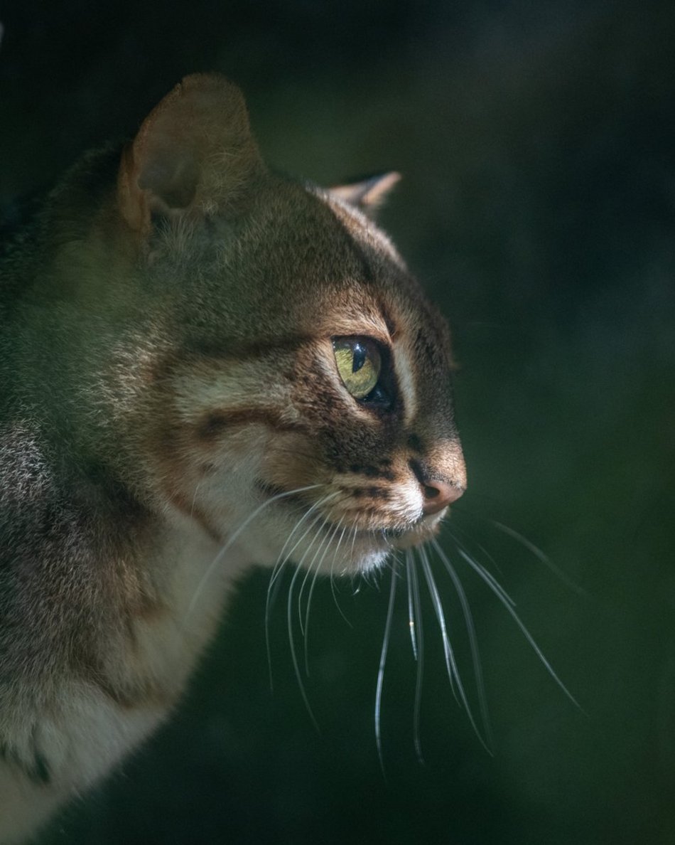 Kotek rudy w Orientarium Zoo Łódź