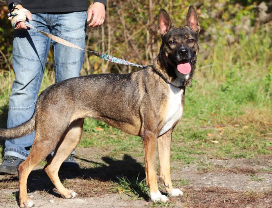 Łódź. Pies Malinka ze schroniska w Łodzi