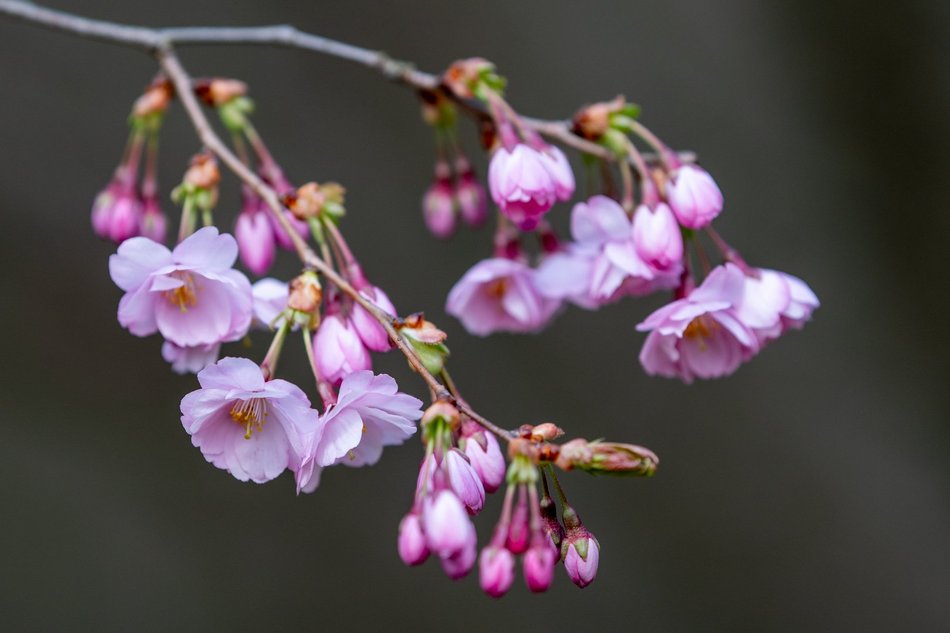 Wiosenny Ogród Botaniczny w Łodzi. Spacer wśród budzącej się do życia przyrody