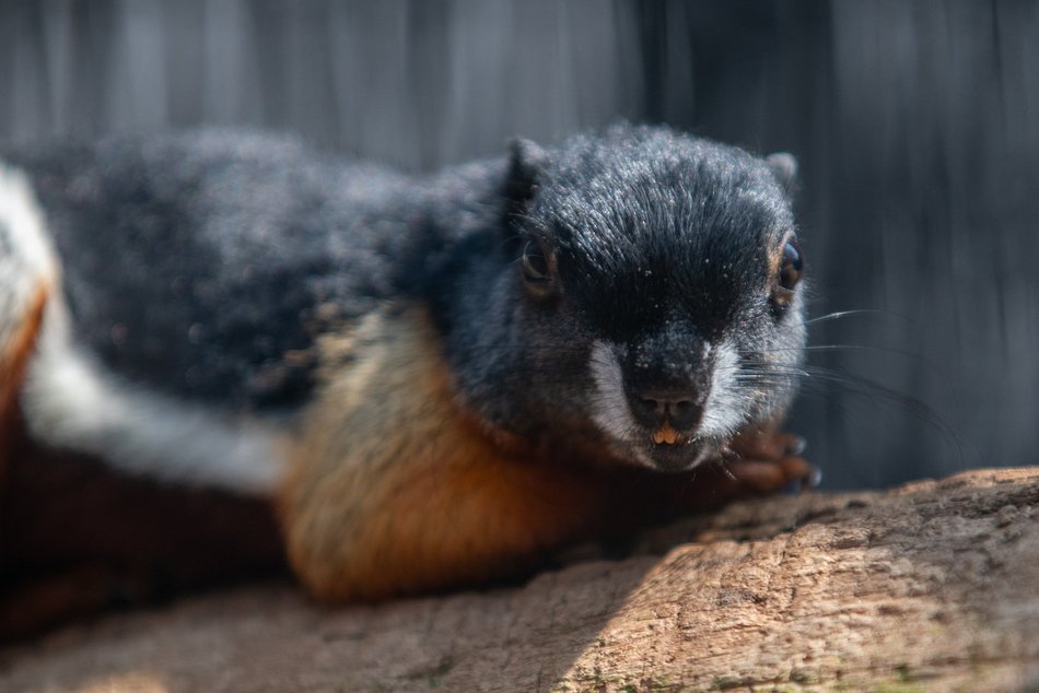 Łódź. Wielki czerwiec w Orientarium Zoo Łódź. Mnóstwo atrakcji i tłumy odwiedzających