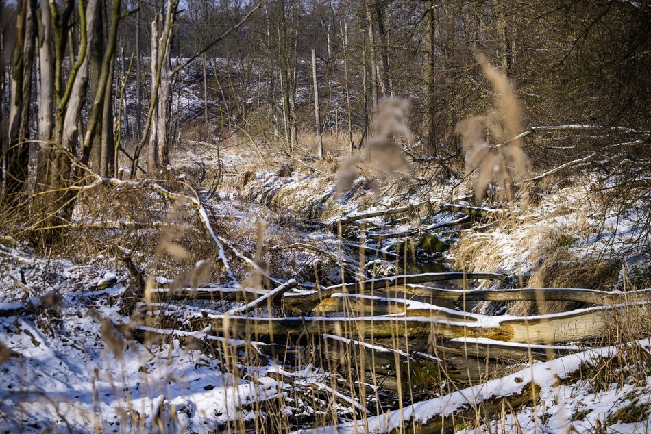 Łódź. Rzeka Sokołówka w Łodzi to siedlisko niezwykłych zwierząt. Grasują tu bobry i pływają wydry!