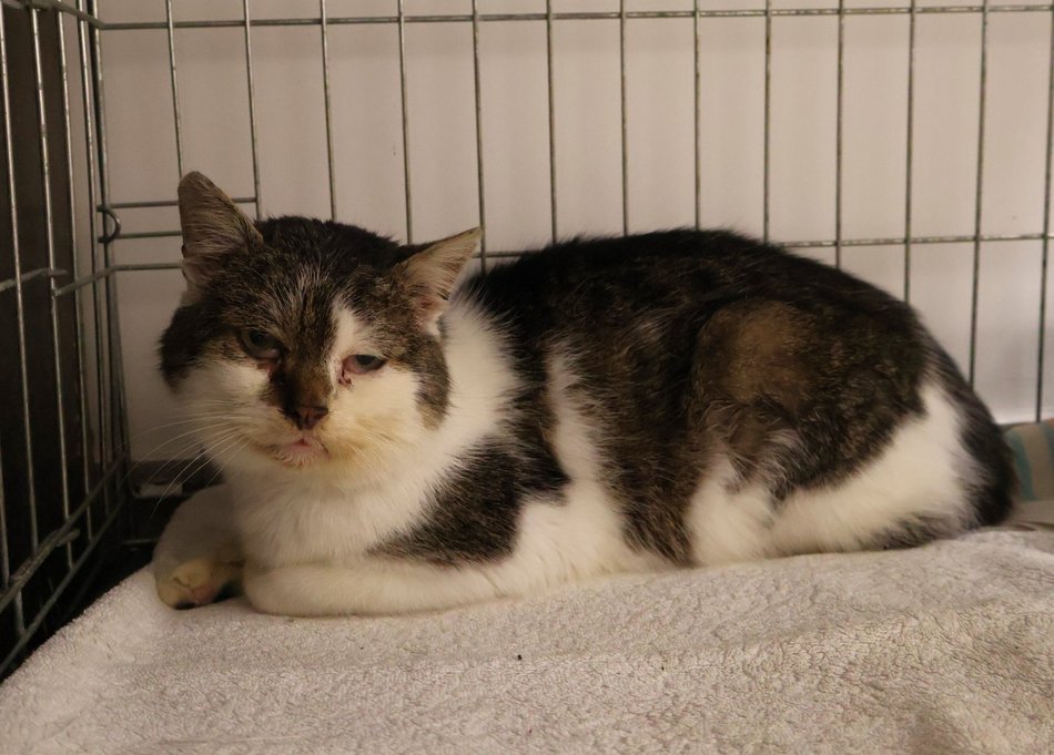 Łódź. Kraty schroniska w Łodzi zamiast choinki