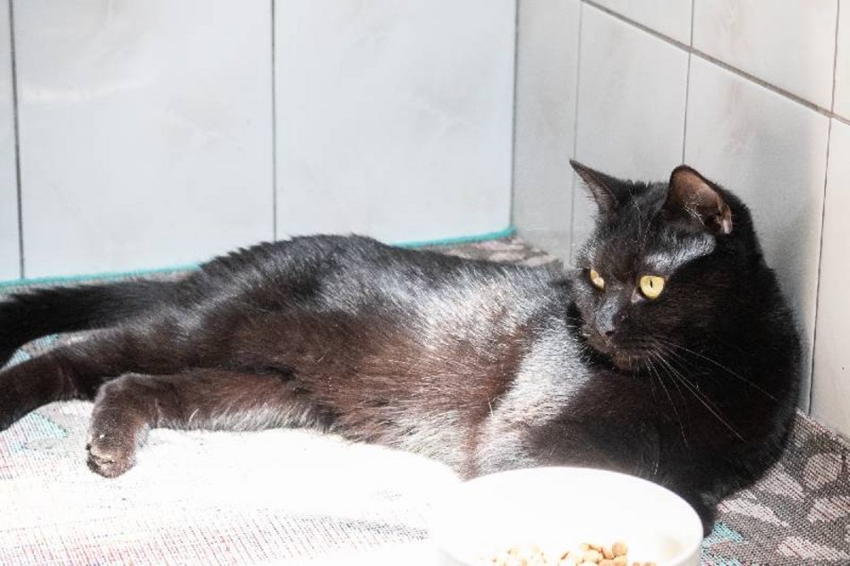 Te mruczki w schronisku w Łodzi nie przynoszą pecha!