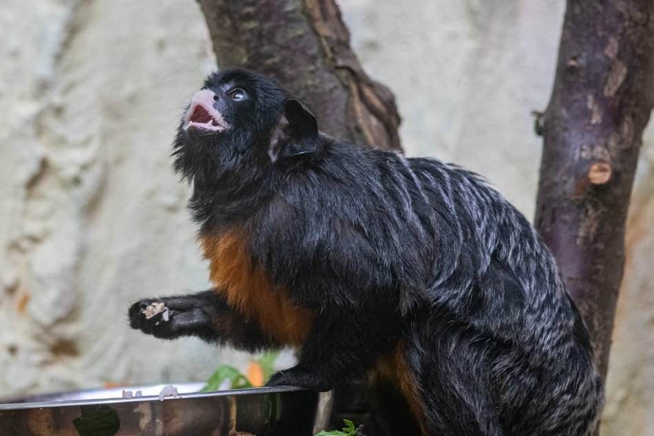 fot. Orientarium Zoo Łódź