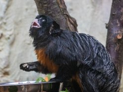 fot. Orientarium Zoo Łódź