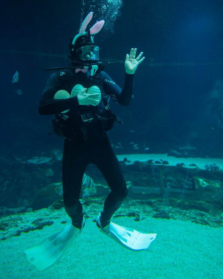 Łódź. Podwodny zając wielkanocny? Tylko w Orientarium Zoo Łódź!
