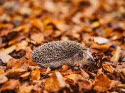 Międzynarodowy Dzień Jeża. Jak pomóc temu małemu ssakowi przetrwać zimę?